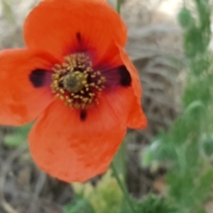 Papaver dubium (Longhead Poppy) at Isaacs Ridge and Nearby - 11 Nov 2018 by Mike