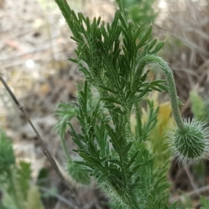 Papaver dubium at Tuggeranong DC, ACT - 11 Nov 2018