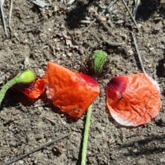 Papaver dubium at Tuggeranong DC, ACT - 11 Nov 2018