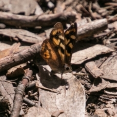 Argynnina cyrila (Forest Brown, Cyril's Brown) at Tharwa, ACT - 31 Oct 2018 by SWishart