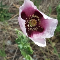 Papaver somniferum subsp. setigerum (Opium Poppy) at Isaacs Ridge - 4 Nov 2018 by Mike