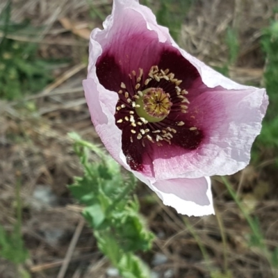 Papaver somniferum subsp. setigerum (Opium Poppy) at Isaacs Ridge - 4 Nov 2018 by Mike