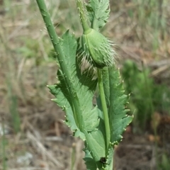 Papaver somniferum subsp. setigerum at Isaacs Ridge - 4 Nov 2018