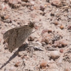 Junonia villida (Meadow Argus) at Cooleman Ridge - 4 Nov 2018 by SWishart