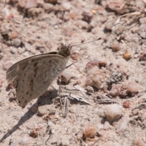 Junonia villida at Stromlo, ACT - 4 Nov 2018 02:23 PM