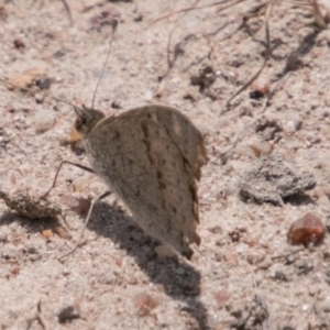 Junonia villida at Stromlo, ACT - 4 Nov 2018 02:23 PM