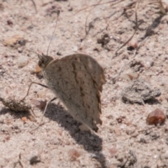 Junonia villida at Stromlo, ACT - 4 Nov 2018