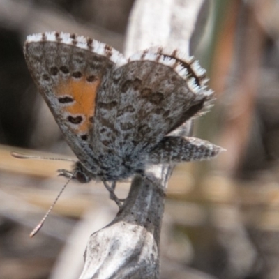 Lucia limbaria (Chequered Copper) at Chapman, ACT - 4 Nov 2018 by SWishart