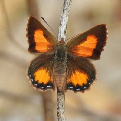 Paralucia aurifera (Bright Copper) at Paddys River, ACT - 4 Nov 2018 by JohnBundock