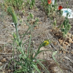 Tragopogon dubius at Isaacs Ridge and Nearby - 4 Nov 2018 10:14 AM