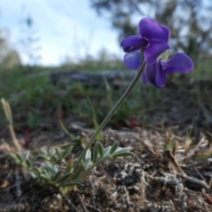 Swainsona sericea at Googong, NSW - 4 Nov 2018 07:38 AM