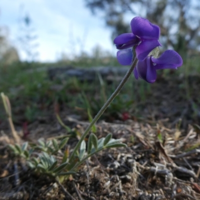 Swainsona sericea (Silky Swainson-Pea) at QPRC LGA - 3 Nov 2018 by Wandiyali