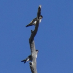 Petrochelidon nigricans (Tree Martin) at Environa, NSW - 3 Nov 2018 by Wandiyali