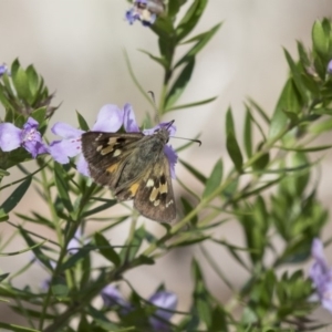 Trapezites phigalia at Hackett, ACT - 4 Nov 2018