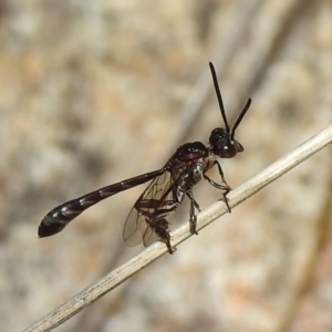 Pseudofoenus sp. (genus) at Paddys River, ACT - 4 Nov 2018 02:28 PM