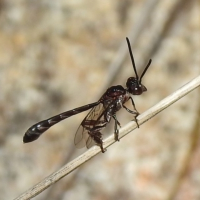 Pseudofoenus sp. (genus) (Unidentified bee-parasite wasp, burrowing bee parasite wasp) at Paddys River, ACT - 4 Nov 2018 by JohnBundock