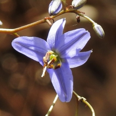 Dianella revoluta var. revoluta (Black-Anther Flax Lily) at Tharwa, ACT - 4 Nov 2018 by JohnBundock