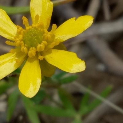 Ranunculus papulentus (Large River Buttercup) at Lake George, NSW - 4 Nov 2018 by MPennay