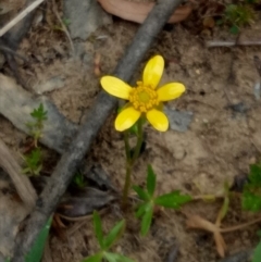 Ranunculus papulentus at Lake George, NSW - 4 Nov 2018