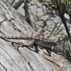 Amphibolurus muricatus (Jacky Lizard) at Namadgi National Park - 4 Nov 2018 by JohnBundock