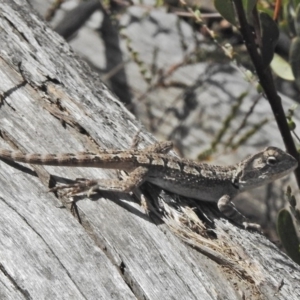 Amphibolurus muricatus at Paddys River, ACT - 4 Nov 2018 02:55 PM