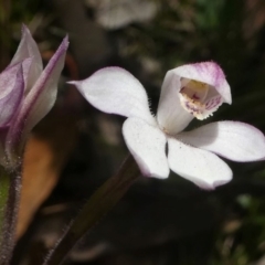 Caladenia alpina (Mountain Caps) at Cotter River, ACT - 4 Nov 2018 by HarveyPerkins