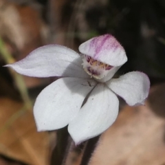 Caladenia alpina at Cotter River, ACT - suppressed