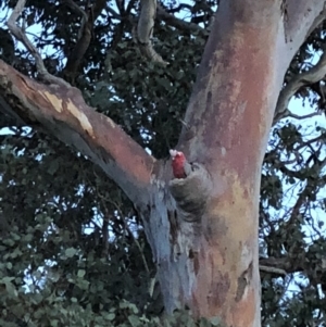 Eolophus roseicapilla at Chapman, ACT - 4 Nov 2018 07:45 PM