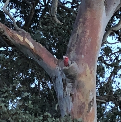 Eolophus roseicapilla (Galah) at Cooleman Ridge - 4 Nov 2018 by Nat