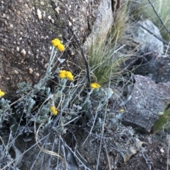 Chrysocephalum apiculatum (Common Everlasting) at Cooleman Ridge - 4 Nov 2018 by Nat