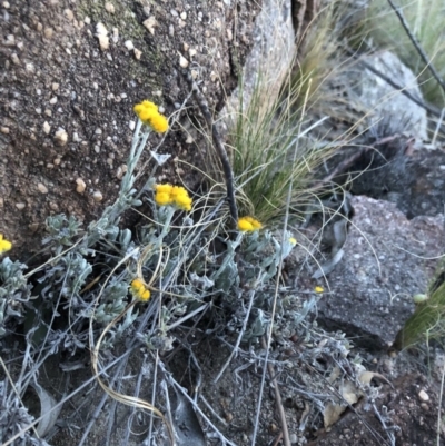 Chrysocephalum apiculatum (Common Everlasting) at Cooleman Ridge - 4 Nov 2018 by Nat