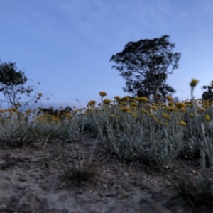 Chrysocephalum apiculatum at Stromlo, ACT - 4 Nov 2018