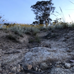 Chrysocephalum apiculatum at Stromlo, ACT - 4 Nov 2018