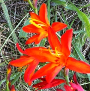 Crocosmia x crocosmiiflora at Hall, ACT - 21 Jan 2011