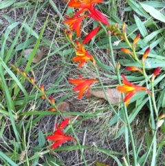 Crocosmia x crocosmiiflora at Hall, ACT - 21 Jan 2011 04:38 PM