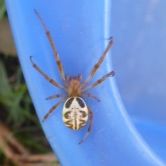 Phonognatha graeffei (Leaf Curling Spider) at Hall, ACT - 10 Mar 2012 by JanetRussell