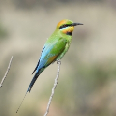 Merops ornatus (Rainbow Bee-eater) at Greenway, ACT - 4 Nov 2018 by MatthewFrawley