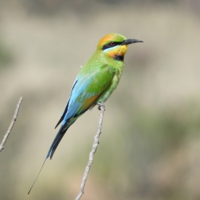 Merops ornatus (Rainbow Bee-eater) at Greenway, ACT - 4 Nov 2018 by MatthewFrawley