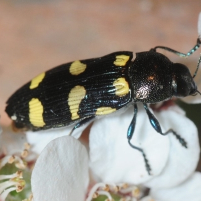 Castiarina australasiae (A jewel beetle) at Coree, ACT - 2 Nov 2018 by Harrisi
