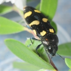 Castiarina australasiae at Coree, ACT - 2 Nov 2018