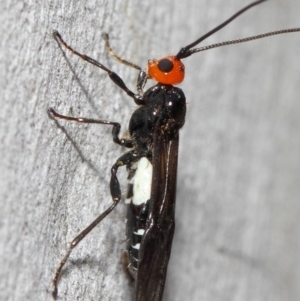 Braconidae (family) at Acton, ACT - 4 Nov 2018 12:40 PM