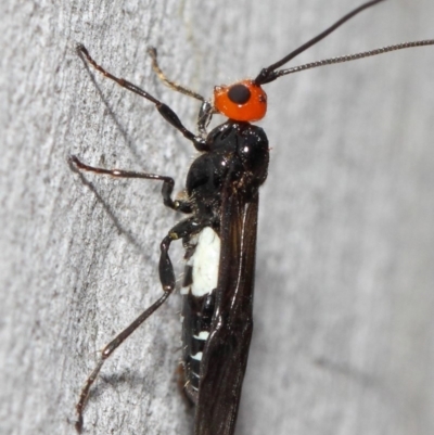 Braconidae (family) (Unidentified braconid wasp) at ANBG - 4 Nov 2018 by TimL