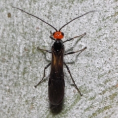 Braconidae (family) at Acton, ACT - 4 Nov 2018