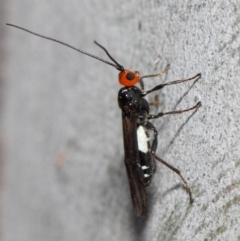 Braconidae (family) at Acton, ACT - 4 Nov 2018