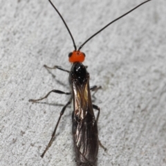 Braconidae (family) at Acton, ACT - 4 Nov 2018