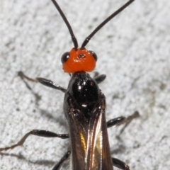 Braconidae (family) at Acton, ACT - 4 Nov 2018 12:40 PM