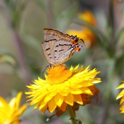 Jalmenus evagoras (Imperial Hairstreak) at Acton, ACT - 8 Mar 2015 by Tim L