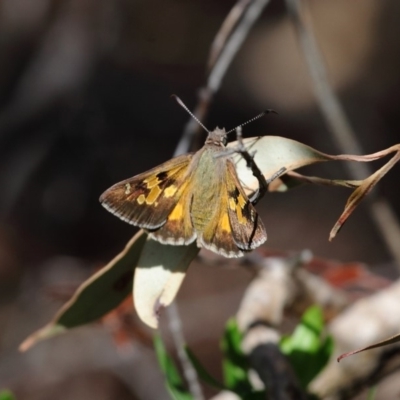 Trapezites phigalia (Heath Ochre) at ANBG - 4 Nov 2018 by TimL