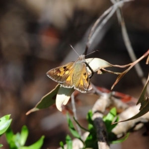 Trapezites phigalia at Hackett, ACT - 4 Nov 2018 01:03 PM