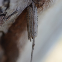 Clania ignobilis (Faggot Case Moth) at Wamboin, NSW - 27 Oct 2018 by natureguy